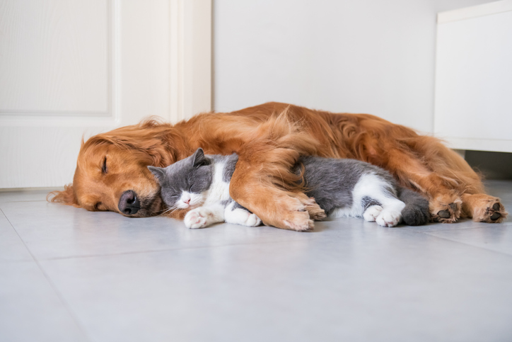 Pet Insurance
